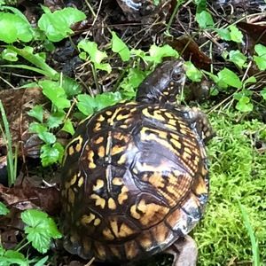 Meet your Posher, Betsy